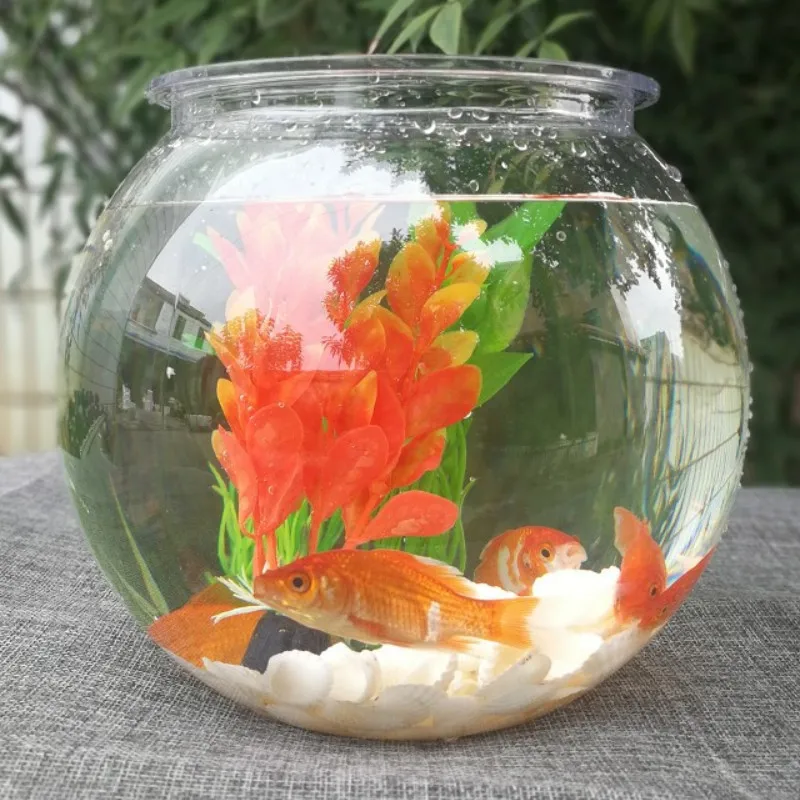 Planted Aquarium Bowl - Cá Vàng Bát Để Bàn Trong