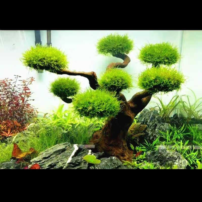 Planted Aquarium With Driftwood - Bể Cá Cảnh Rêu Cây Gỗ