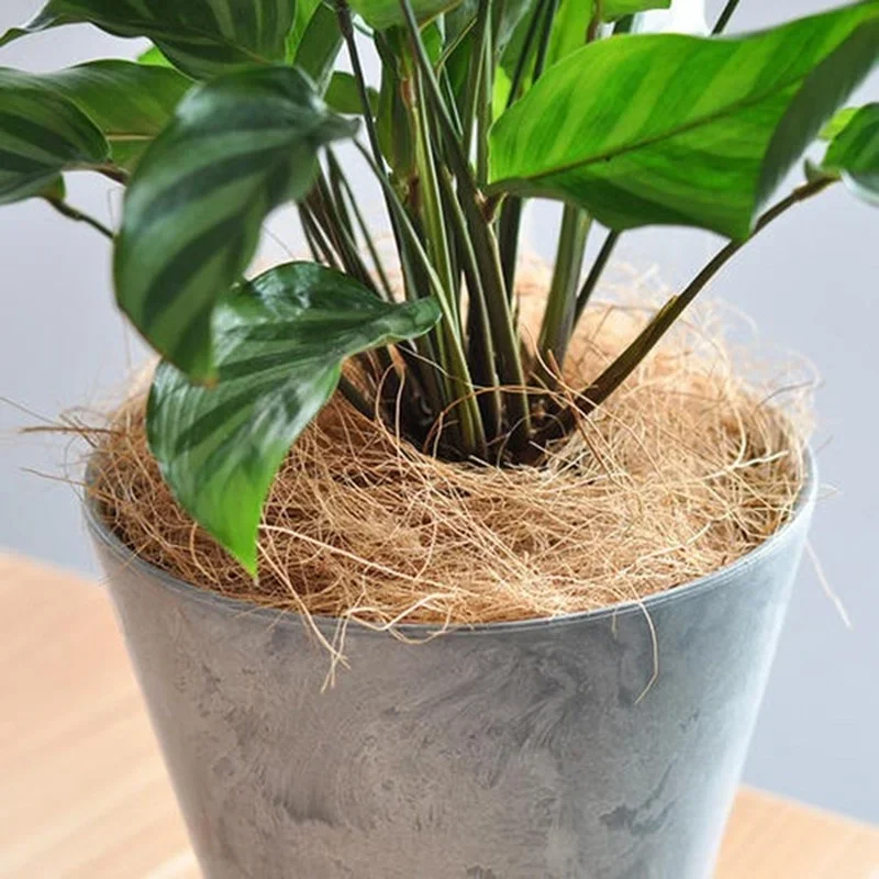 Natural Coconut Husk Fiber Flo - đánh giá và giá Tissue Culture Plant