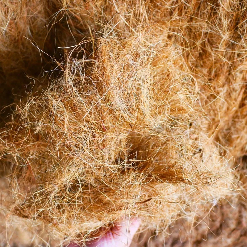 Natural Coconut Husk Fiber Flo - đánh giá và giá Tissue Culture Plant