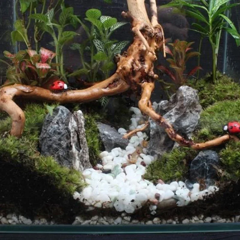 Natural Tree Trunk Driftwood A - đánh giá và giá Planted Aquarium With Driftwood