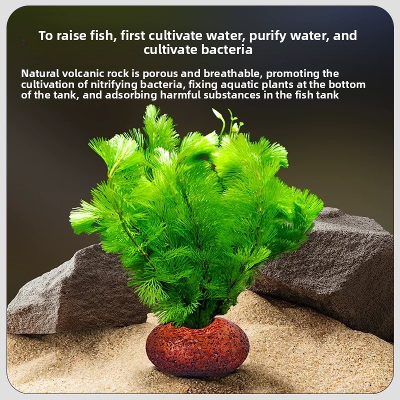 Aquarium Volcanic Rock Fish Ta - đánh giá và giá Planted Aquarium Care