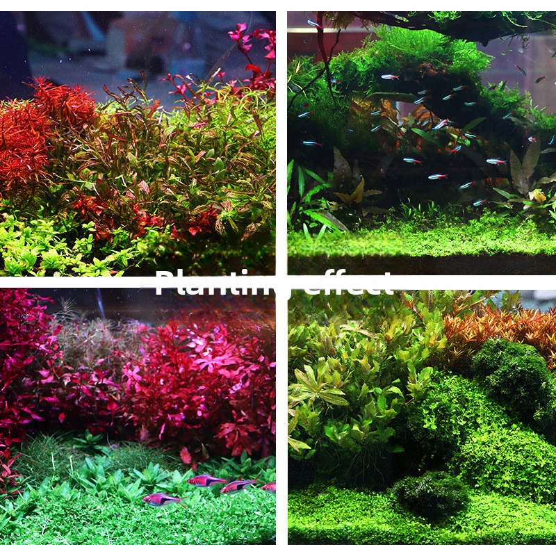 SYSENCIAGA Planted Aquarium Su - đánh giá và giá Planted Aquarium Fertilizer
