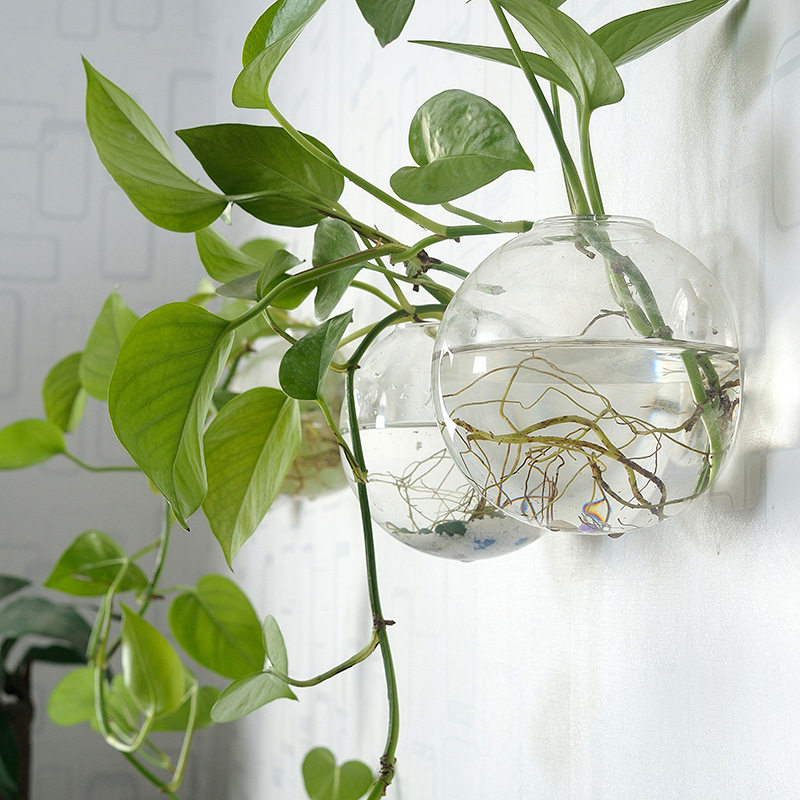 Wall Hanging Acrylic Fish Bowl - đánh giá và giá Planted Aquarium Bowl