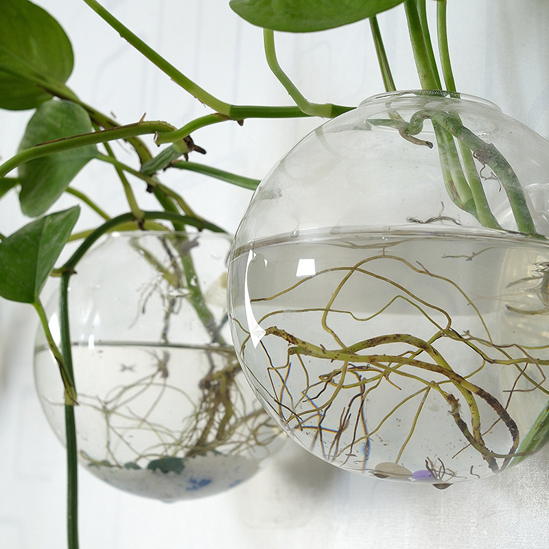 Wall Hanging Acrylic Fish Bowl - đánh giá và giá Planted Aquarium Bowl
