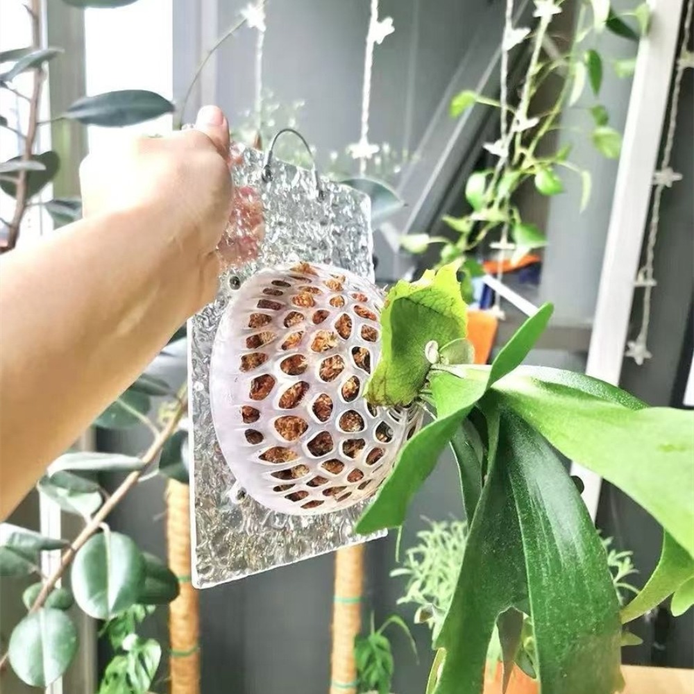 Hollowed Plants Soil Protector - đánh giá và giá Tissue Culture Plant