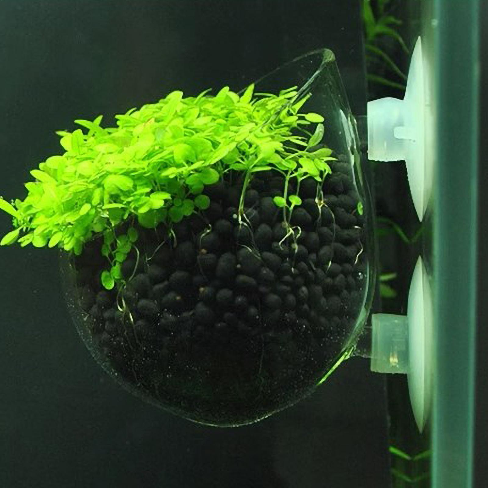 Aquarium Glass Plant Pot with  - đánh giá và giá Aquarium Plant Vine