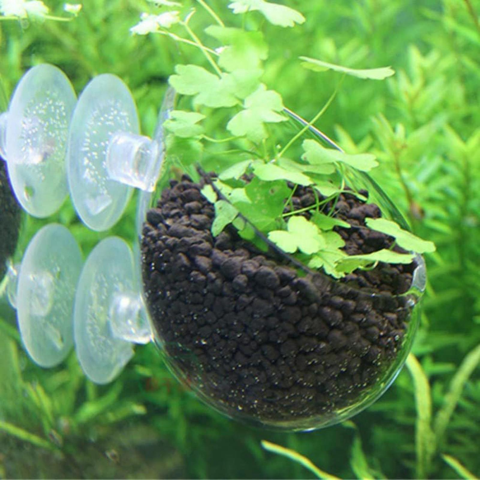 Aquarium Glass Plant Pot with  - đánh giá và giá Aquarium Plant Vine