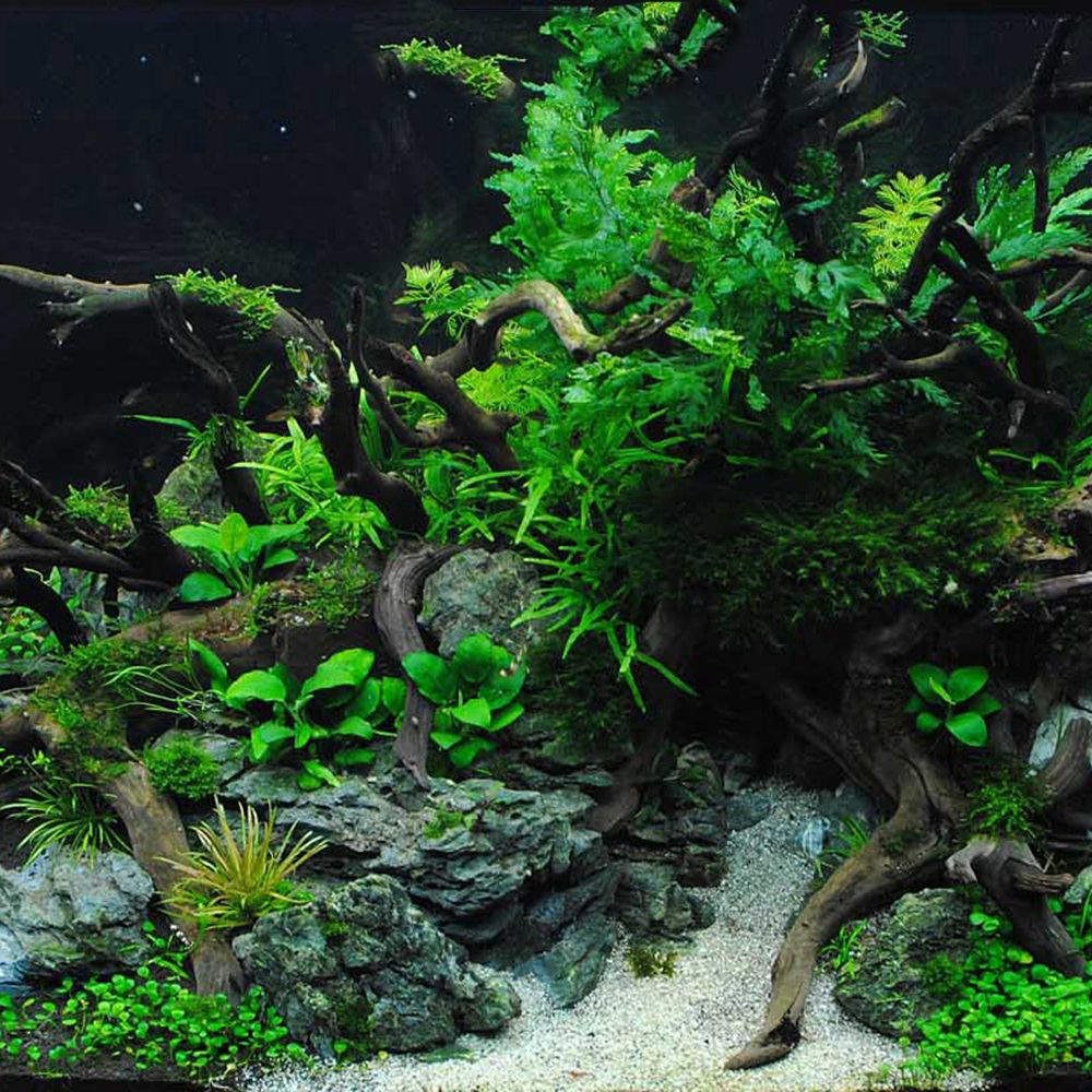 1 Pcs Wood Reptile Fish Tank O - đánh giá và giá Planted Aquarium With Driftwood