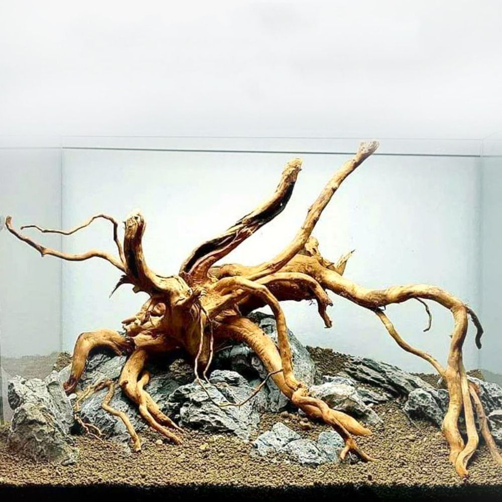 20-25CM Large Aquarium Driftwo - đánh giá và giá Planted Aquarium With Driftwood