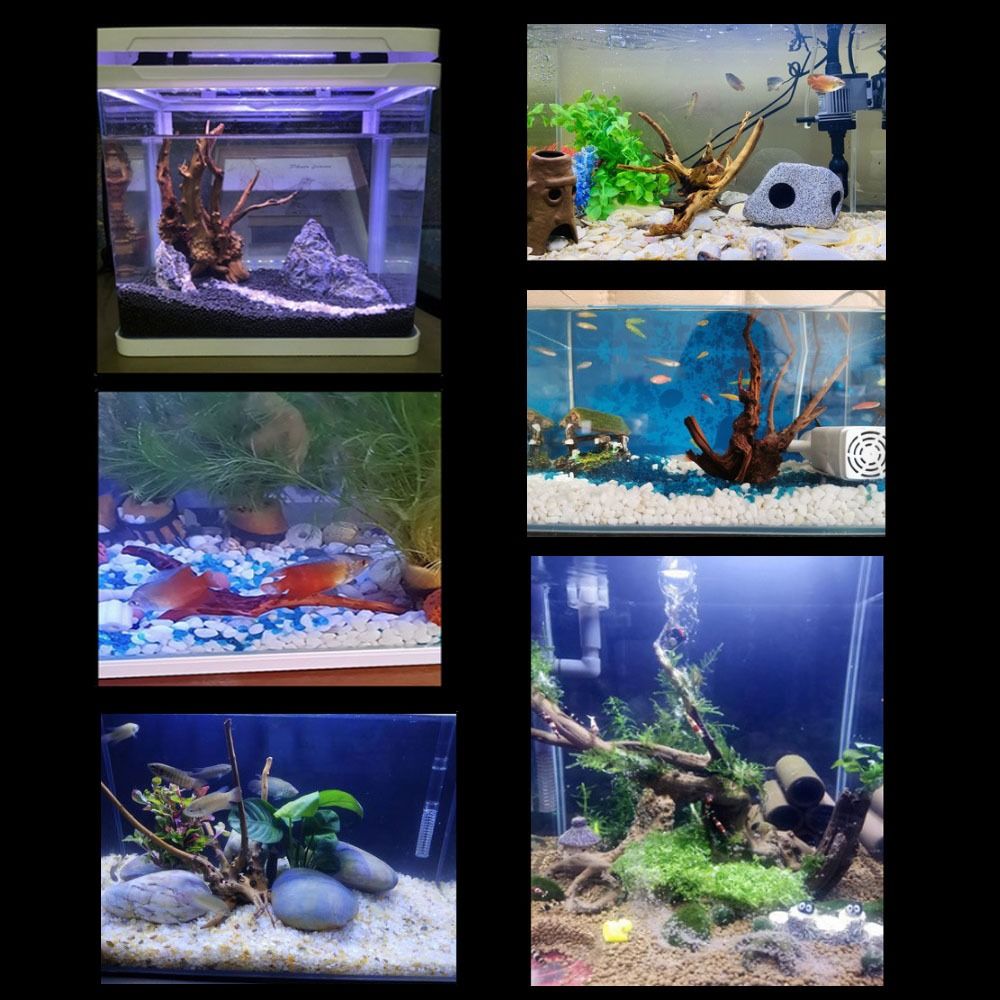 20-25CM Large Aquarium Driftwo - đánh giá và giá Planted Aquarium With Driftwood