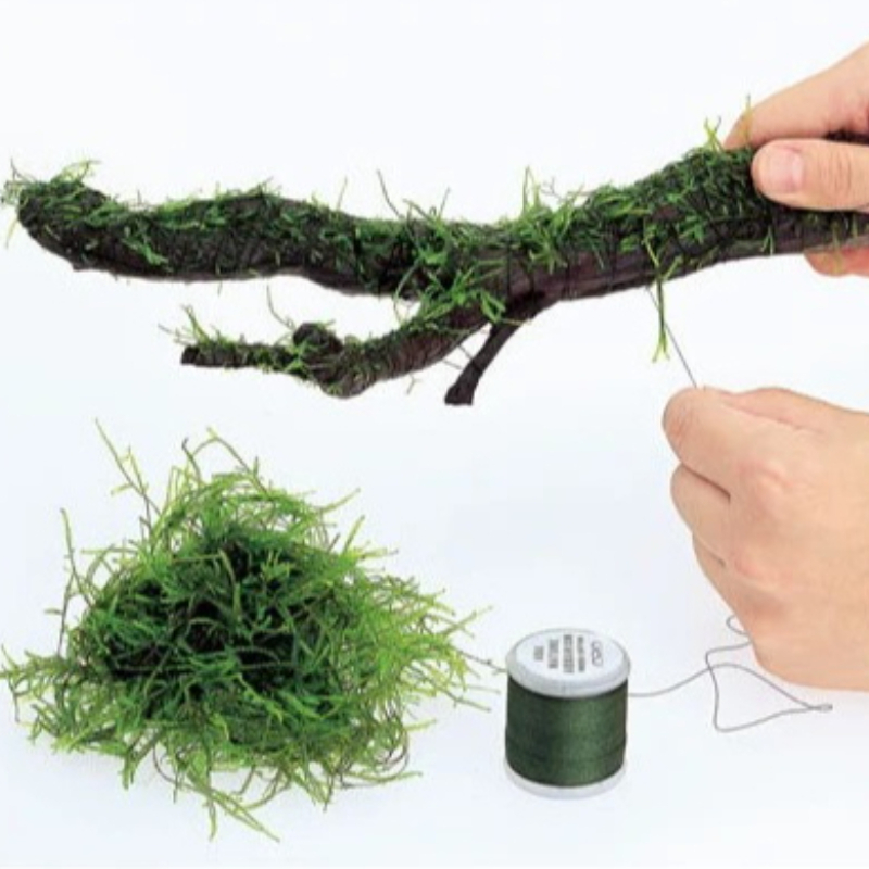 Biodegradable Aquarium Moss Th - đánh giá và giá Planted Aquarium With Driftwood
