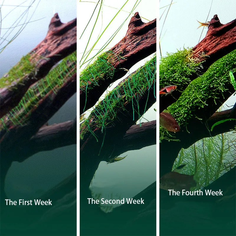 Biodegradable Aquarium Moss Th - đánh giá và giá Planted Aquarium With Driftwood