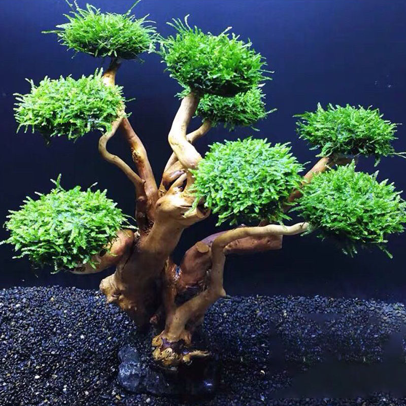 Fish tank greening wood frame  - đánh giá và giá Planted Aquarium With Driftwood