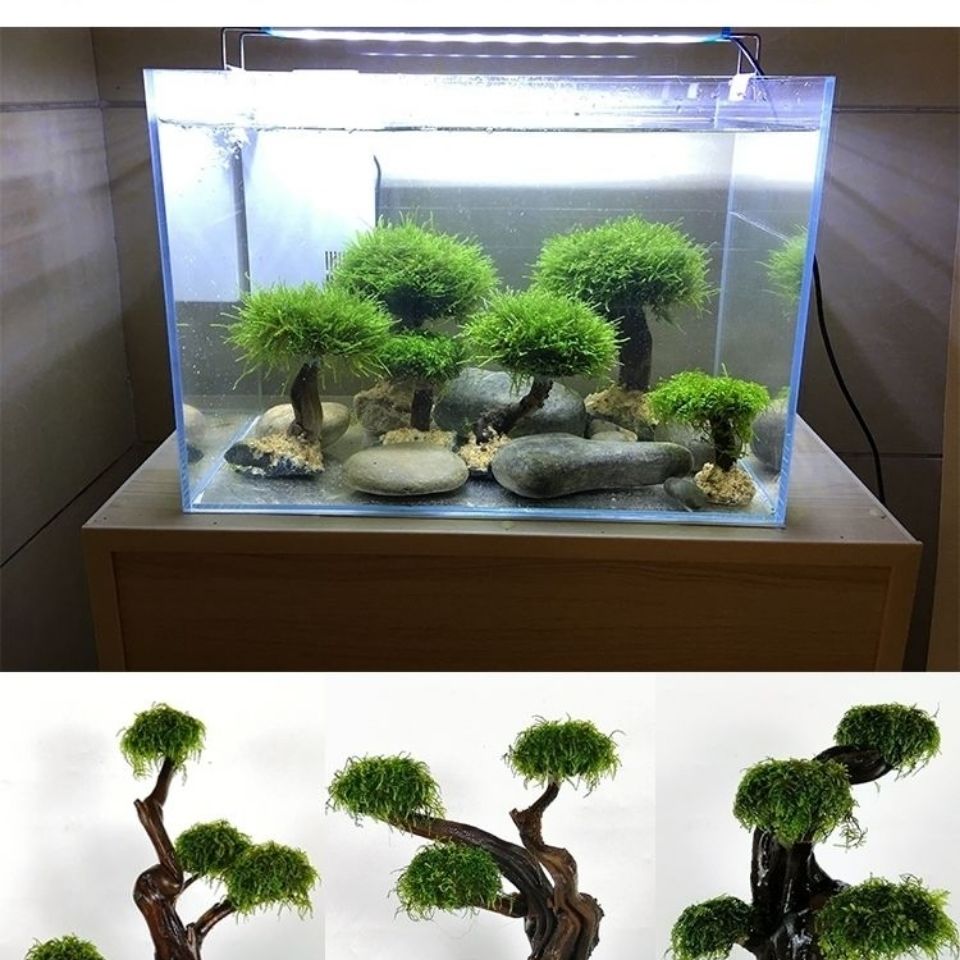 Fish tank greening wood frame  - đánh giá và giá Planted Aquarium With Driftwood