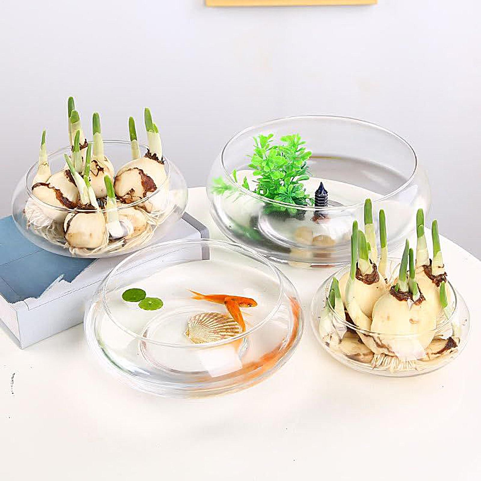 Fish Glass Bowl Glass Large Hy - đánh giá và giá Planted Aquarium Bowl