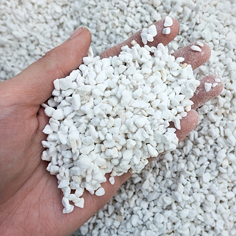 1 Pack of 3-6mm Horticultural  - đánh giá và giá Tissue Culture Plant