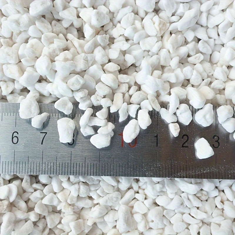 1 Pack of 3-6mm Horticultural  - đánh giá và giá Tissue Culture Plant
