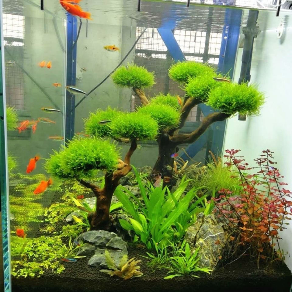 Bể Cá Cảnh Rêu Cây Gỗ Trôi Cá  - đánh giá và giá Planted Aquarium With Driftwood