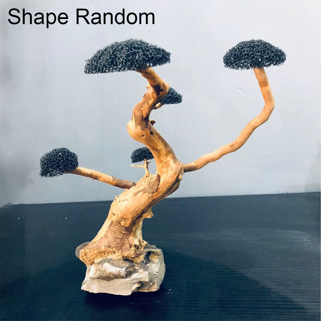 Bể Cá Cảnh Rêu Cây Gỗ Trôi Cá  - đánh giá và giá Planted Aquarium With Driftwood
